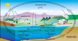 The Carbon Cycle