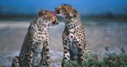 Big Cats