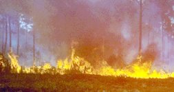 Forest Fire