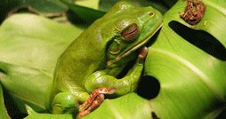 Amazon Frog
