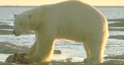 Polar Bear